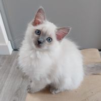 Chaton ragdoll loof femelle #4