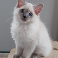 Chaton ragdoll loof femelle #6