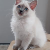 Chaton ragdoll loof femelle #7
