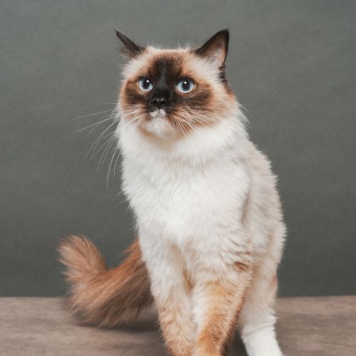 Femelle ragdoll loof  retraitée d'élevage #2