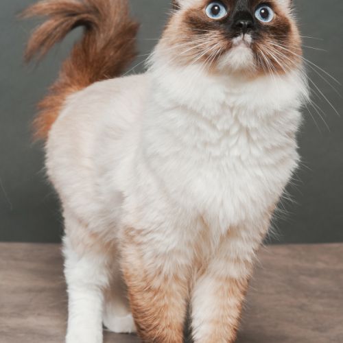 Femelle ragdoll loof  retraitée d'élevage