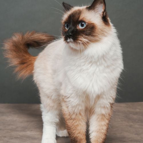 Femelle ragdoll loof  retraitée d'élevage #4
