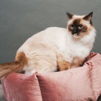 Femelle ragdoll loof  retraitée d'élevage #1