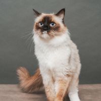 Femelle ragdoll loof  retraitée d'élevage #2