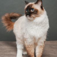 Femelle ragdoll loof  retraitée d'élevage #4