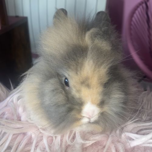 Lapin angora teddy #2