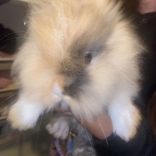 Lapin angora teddy #0