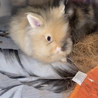 Lapin angora teddy #1