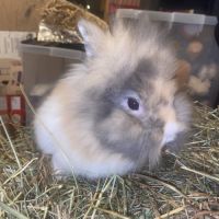 Lapin angora teddy #4