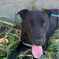 Chien unjoy à l adoption