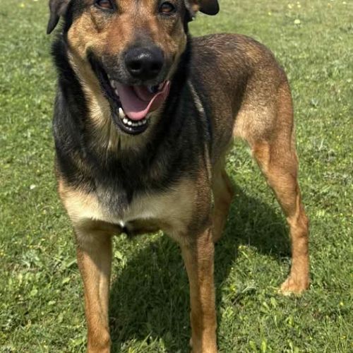 Chien nikita à l adoption