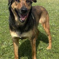 Chien nikita à l adoption