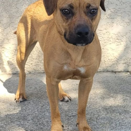 Chien adelaide à l adoption