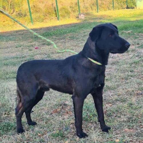 Chien uber à l adoption