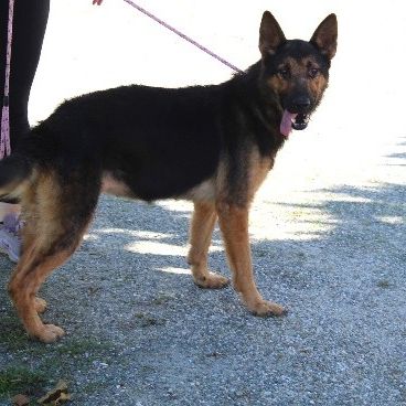 Chien tess à l adoption #0