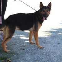 Chien tess à l adoption