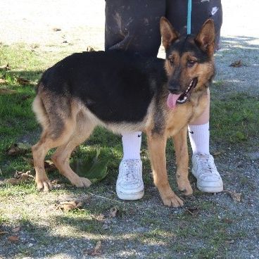 Chien sarlat à l adoption