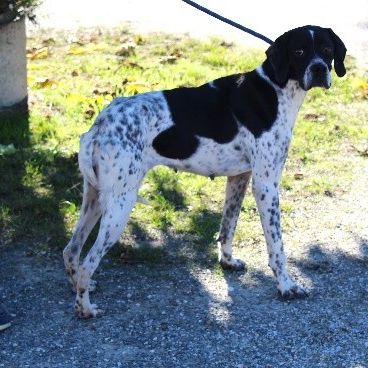 Chien raphia à l adoption