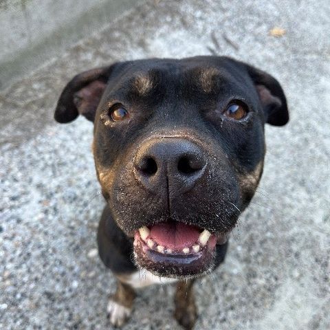 Chien rana à l adoption