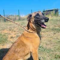 Chien nexus à l adoption