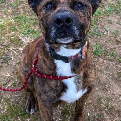 Chien flinn  à l adoption