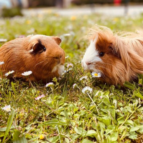 A donner deux cochons d’inde mâle #0