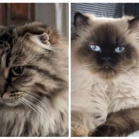 Futurs bébés à naître highland