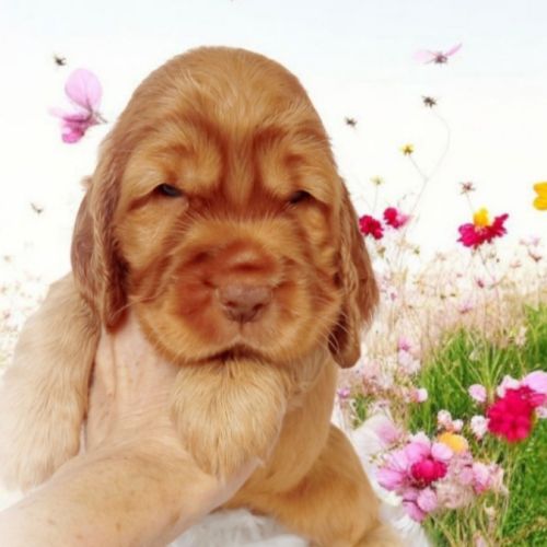 Chiot cocker anglais femelle golden #3