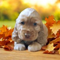 Chiot cocker anglais femelle golden #0