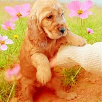 Chiot cocker anglais femelle golden #2