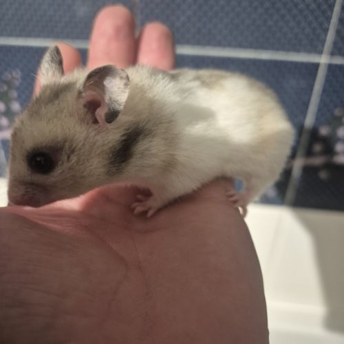 Bébé hamster #2
