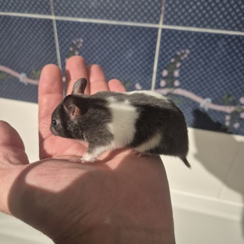 Bébé hamster #5