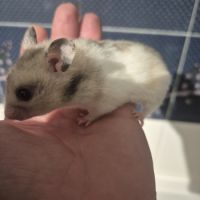 Bébé hamster #2