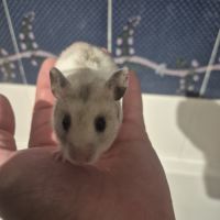 Bébé hamster #3