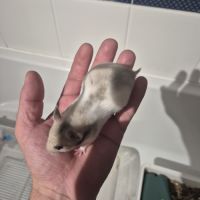 Bébé hamster #4
