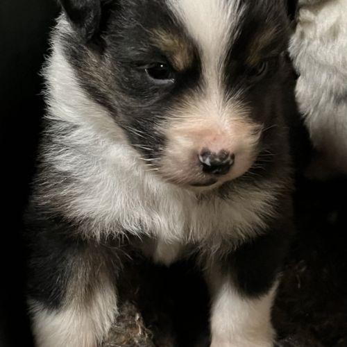 Berger australien lof #0