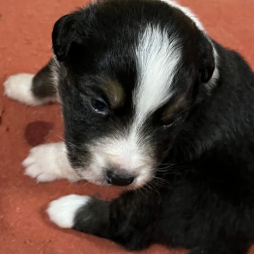 Berger australien lof #3