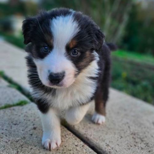 Berger australien lof