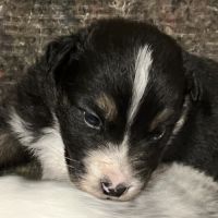 Berger australien lof #1