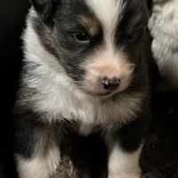 Berger australien lof #0