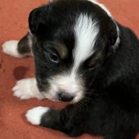 Berger australien lof #3