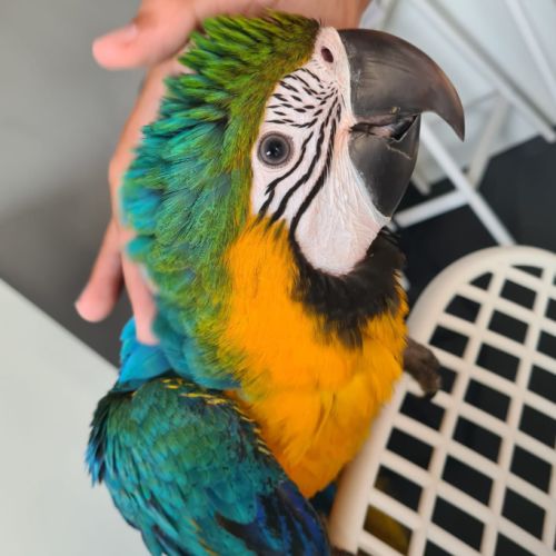 Femelle bébé ara rauna #2