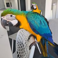 Femelle bébé ara rauna #0