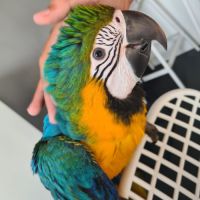 Femelle bébé ara rauna #2