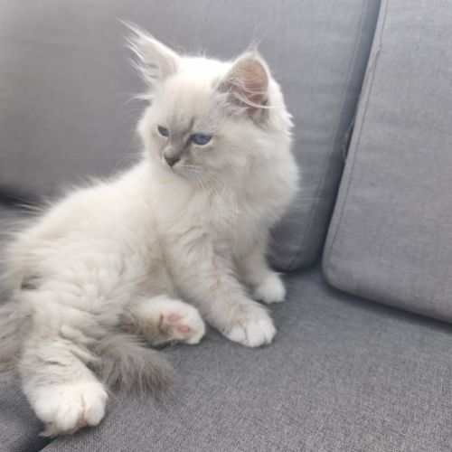 Chatons sibérien neva masquerade loof