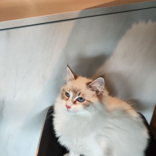 Chatons sibérien neva masquerade loof