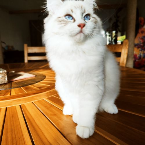 Chatons sibérien neva masquerade loof #5