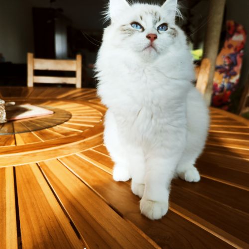 Chatons sibérien neva masquerade loof #6