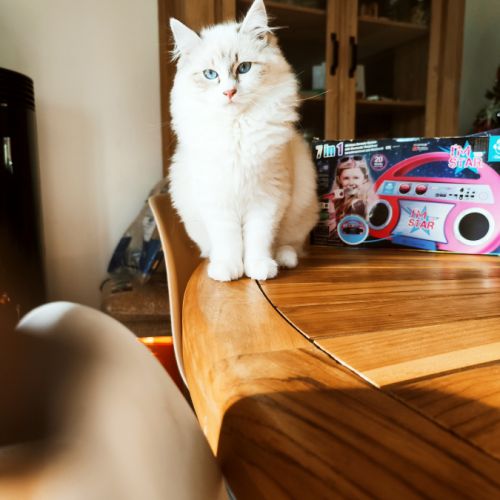 Chatons sibérien neva masquerade loof #7