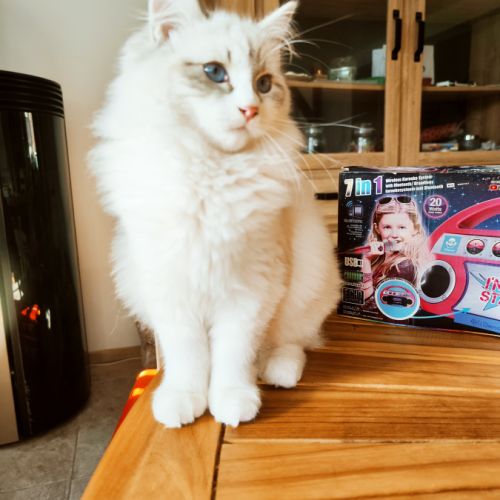 Chatons sibérien neva masquerade loof #8